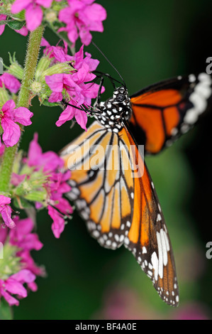La Monarch (Danaus plexippus) farfalle tropicali farfalle tropicali bere alimentazione alimentazione arancione strisce nere vene Foto Stock