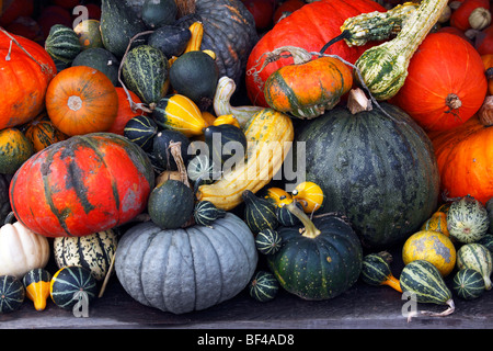 Zucche, cucurbitacee, zucchine, zucche (Cucurbita pepo) Foto Stock