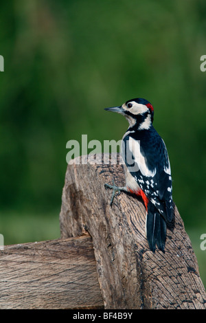 Picchio rosso maggiore Dendrocopos major Foto Stock