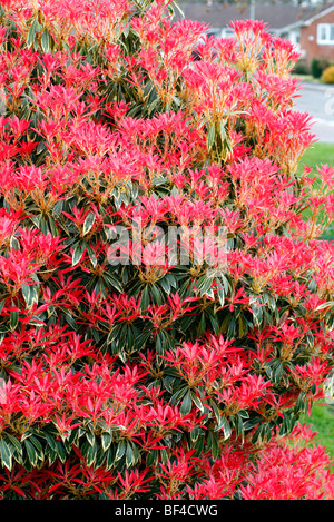 Sarcococca "Flaming Silver degli azionisti Foto Stock