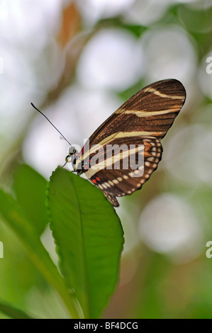 Zebra Longwing (Heliconius charithonia), Aka Zebra Longwing Heliconius charithonia Foto Stock