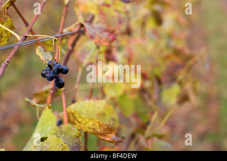 I vitigni dopo la raccolta della Foresta Nera in Germania Foto Stock