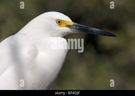 Nevoso ritratto Garzetta (Egretta thuja) Foto Stock