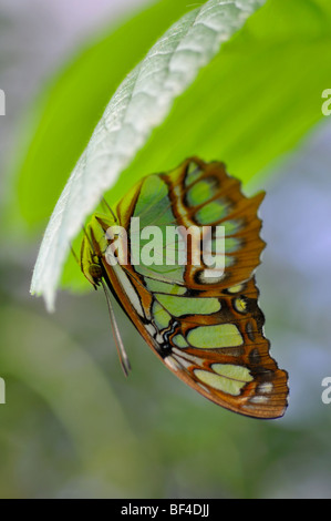 Malachite butterfly (Siproeta stelenes) capovolto sulla lamina Foto Stock