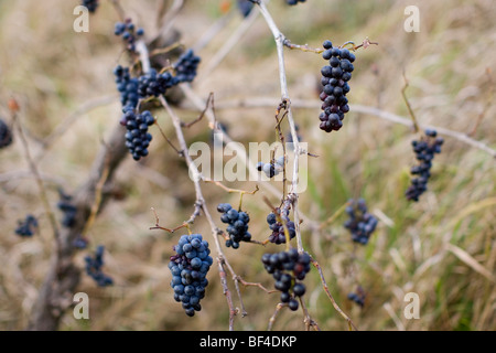 I vitigni dopo la raccolta della Foresta Nera in Germania Foto Stock