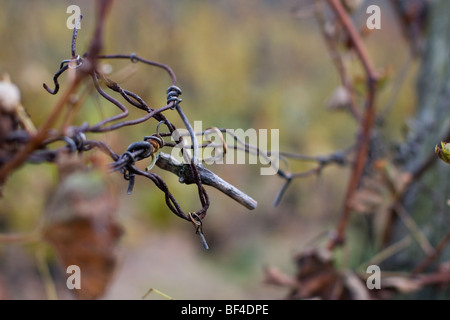 I vitigni dopo la raccolta della Foresta Nera in Germania Foto Stock