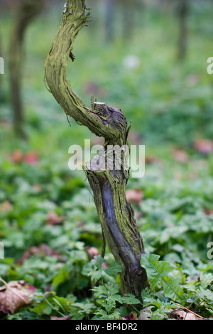 Stelo di un vitigno dopo la raccolta della Foresta Nera in Germania Foto Stock