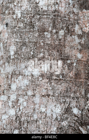 Suya (Pouteria speciosa) close-up Iwokrama di corteccia di riserva di foresta scudo della Guiana Guyana Sud America Ottobre Foto Stock