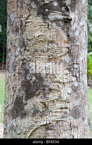 Suya (Pouteria speciosa) close-up Iwokrama di corteccia di riserva di foresta scudo della Guiana Guyana Sud America Ottobre Foto Stock