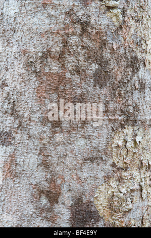 Suya (Pouteria speciosa) close-up Iwokrama di corteccia di riserva di foresta scudo della Guiana Guyana Sud America Ottobre Foto Stock