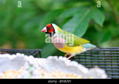 Gouldian Finch (Erythrura gouldiae, aka Chloebia gouldiae, Lady Gouldian Finch, Gould's Finch o Rainbow Finch) Foto Stock