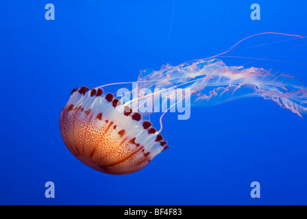 Grandi meduse, Oceano Atlantico ortica (Chrysaora quinquecirrha) Foto Stock