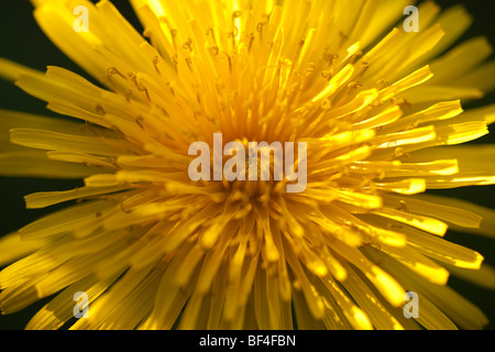 Tarassaco, Taraxacum officinale, fiore giallo. Primo piano del fiore singolo con luce solare obliquo pezzata di colata ombre attraverso di esso Foto Stock