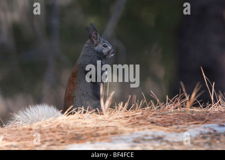 Kaibab scoiattolo (Sciurus aberti kaibabensis), il Grand Canyon North Rim, Arizona, Stati Uniti d'America Foto Stock