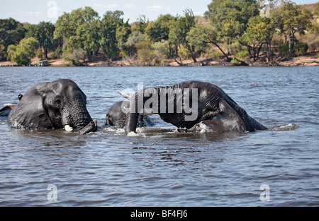 Male African Elephants in the Chobe river in Northern Botswana. Foto Stock