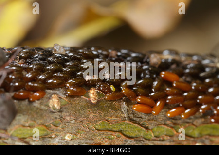 Lachnus roboris, un afide che si nutre di querce e le loro uova. Foto Stock