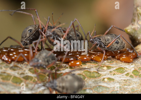 Lachnus roboris, un afide che si nutre di querce e le loro uova. Foto Stock