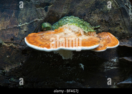 I funghi che crescono su registro caduti Iwokrama Riserva di foresta scudo della Guiana Guyana Sud America Ottobre Foto Stock