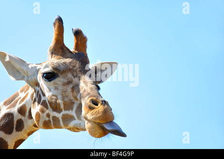 Linguetta della giraffa Foto Stock