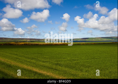 Prato con le nuvole nel cielo, isole Orcadi Scozia, Regno Unito, Europa Foto Stock