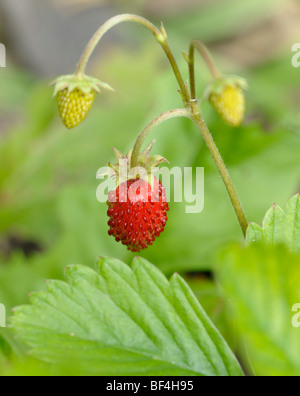 Un rosso maturo e due giardino immaturi fragole (Fragaria × ananassa, Fragaria x magna Syn) Foto Stock