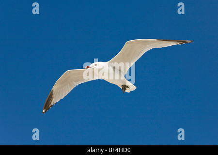 Audouin Gabbiano del volo (Larus audouinii), Mallorca, Spagna, Europa Foto Stock