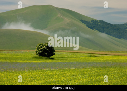 Straordinariamente fiorito di campi di striscia, pieno di erbacce cornfield, il grande pianoforte, Monte Parco Nazionale dei Monti Sibillini, Italia. Foto Stock