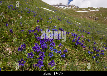 Specie floreali-ricchi pascoli con masse di tromba genziane Gentiana acaulis Col d'Agnel, Queyras Parco Naturale Regionale delle Alpi Foto Stock