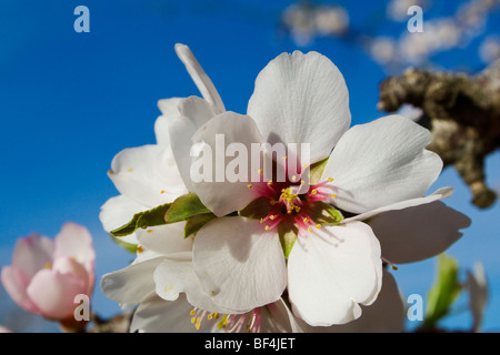 Agricoltura - Closeup di fiori di mandorlo in fiore nel tardo inverno / Glenn County, California, Stati Uniti d'America. Foto Stock