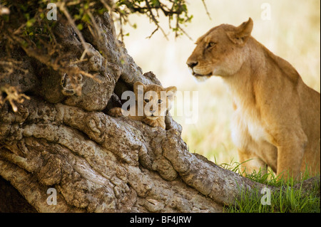 Carino Lion Cub nella struttura ad albero verticale Foto Stock