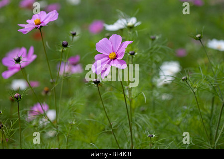 Di un bel colore rosa cosmo in dolce sole estivo Foto Stock
