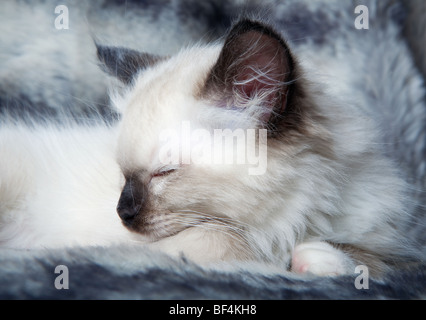 Seal-point mitted ragdoll gattino sdraiato su una pelliccia morbida Foto Stock