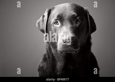 Bianco e Nero colpo di testa di un bel Labrador Foto Stock