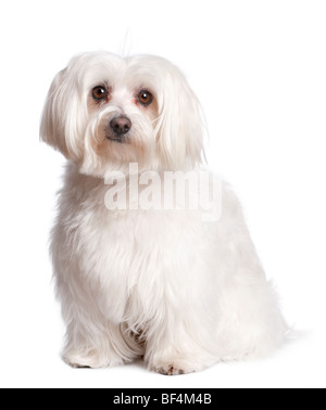 Ritratto di cane maltese davanti a uno sfondo bianco, studio shot Foto Stock