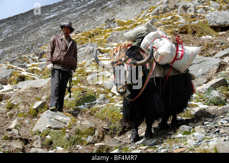 Trekking turismo, leader tibetano il caricato Yak (Bos mutus), Pass Chitu-La 5100 m, un vecchio sentiero dei pellegrini attraverso l alto moun Foto Stock