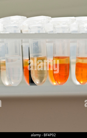 Provette in un laboratorio Foto Stock