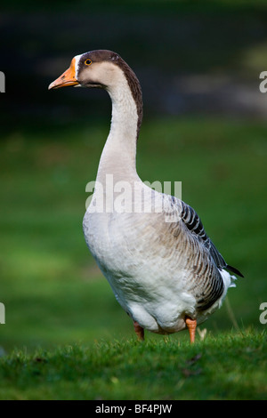 Il cinese di oca o di Swan oca; Anser cygnoides Foto Stock
