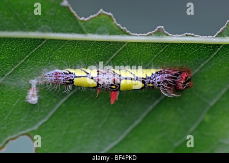 Giovani caterpillar di un blu Peleides morfo (Morpho peleides), Sud America Foto Stock