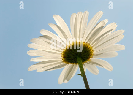 Oxeye Daisy o Marguerite (Leucanthemum vulgare), fiore visto da sotto con retroilluminazione Foto Stock