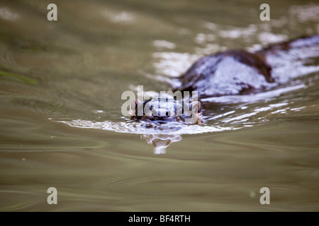 Otter; Lutra lutra; animale in cattività; piscina; Cornovaglia Foto Stock