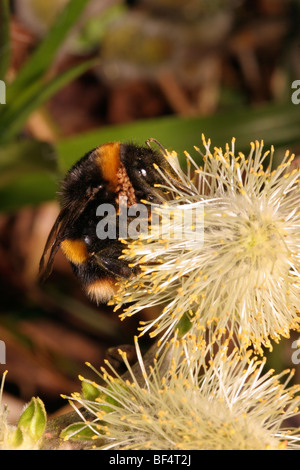Buff-tailed bumble-bee (Bombus terrestris) over-lasciato le zone di svernamento (queen phoretic portante gli acari e alimentazione su sallow amenti in aprile. Foto Stock