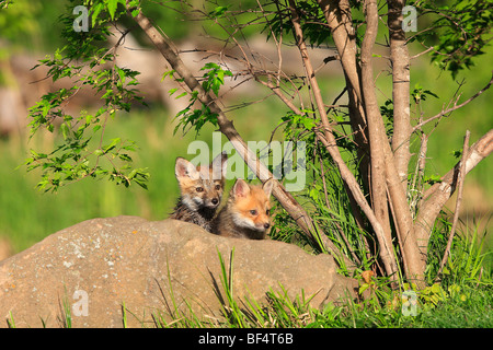 Red Fox (Vulpes vulpes vulpes). Due Cuccioli guardando fuori da dietro una roccia. Foto Stock