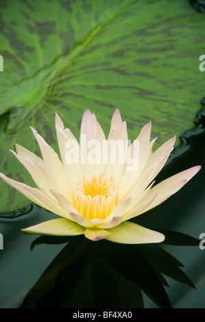 Acqua Giglio Fiore (Nymphaea sp.) Kew Gardens, London REGNO UNITO Foto Stock