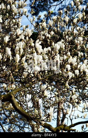 Magnolia soulangeana alba Foto Stock