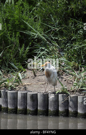 Airone guardabuoi Bubulcus ibis Camargue Francia Foto Stock