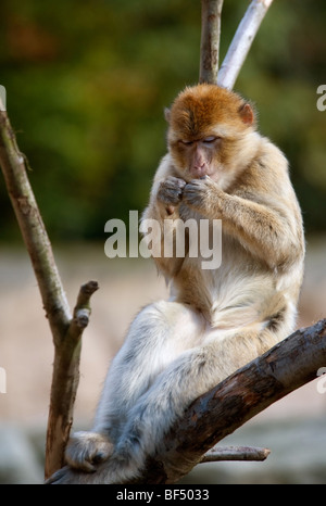 Ritratto di una barberia ape relax su una struttura ad albero Foto Stock