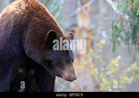 American Black Bear (Ursus americanus). Adulto cannella recare nella foresta. Foto Stock