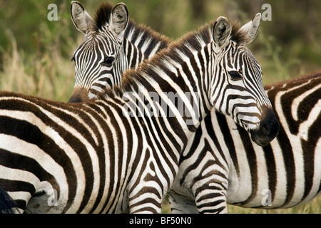 Zebra comune - Masai Mara riserva nazionale, Kenya Foto Stock