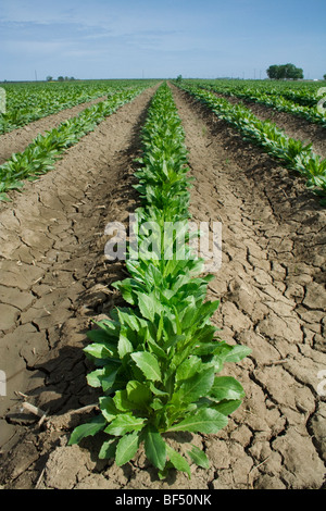 Agricoltura - Campo di crescita precoce piante di cartamo / Butte County, California, Stati Uniti d'America. Foto Stock