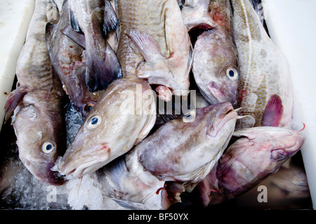 Appena pescato il merluzzo congelato impilati pronti per eviscerazione in una pesca co operativa, Devon Foto Stock